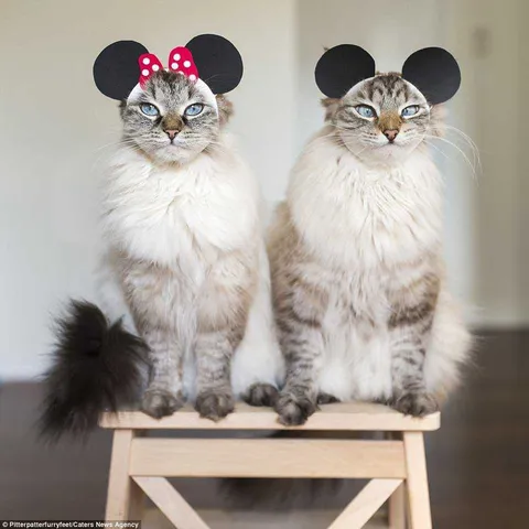 Cat Minniemouse