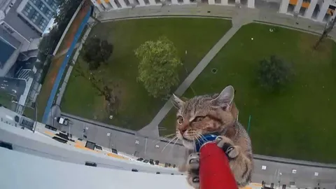 Cat Rescue
