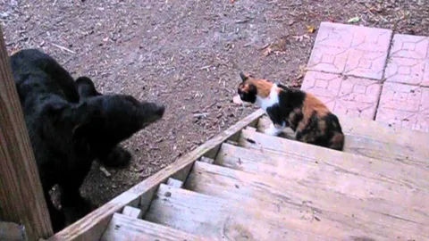 Cats Bear