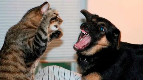 Cats Dogs