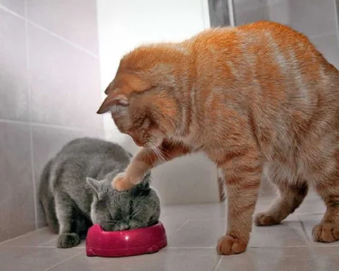 Cats Eat