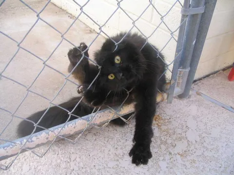 Cats Fence