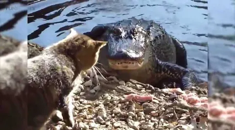 Cats Gator