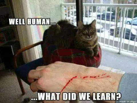 Cats Scratch