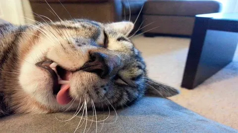 Cats Sleep