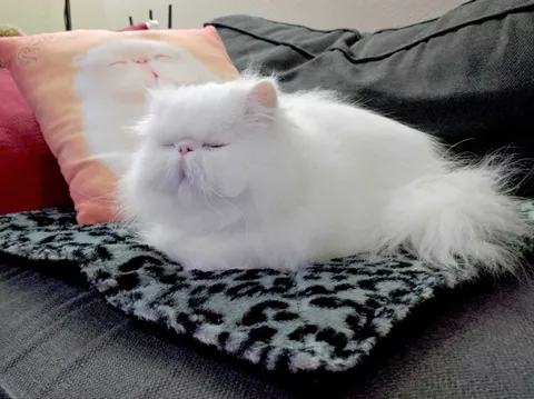 Cats Thermal