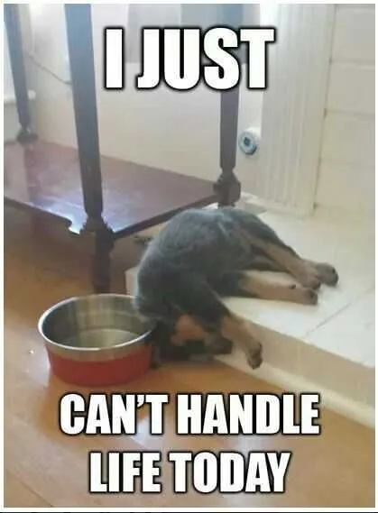 Hangover Handlelife