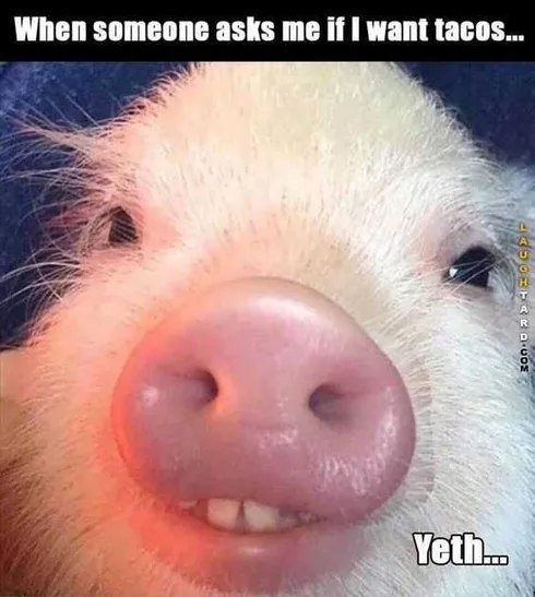 Taco Pig