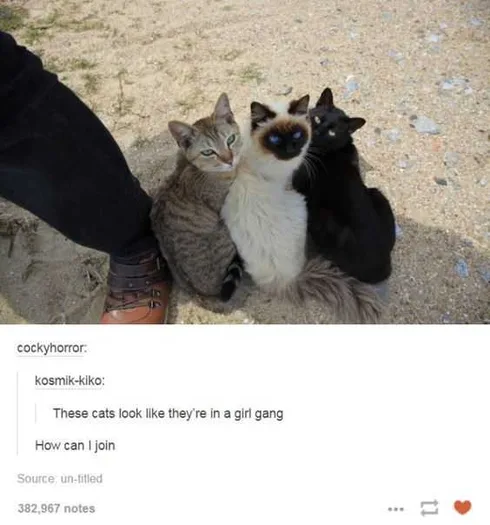 Tumblr Girlgang