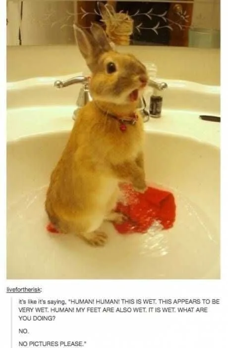 Funny Bunny Sink