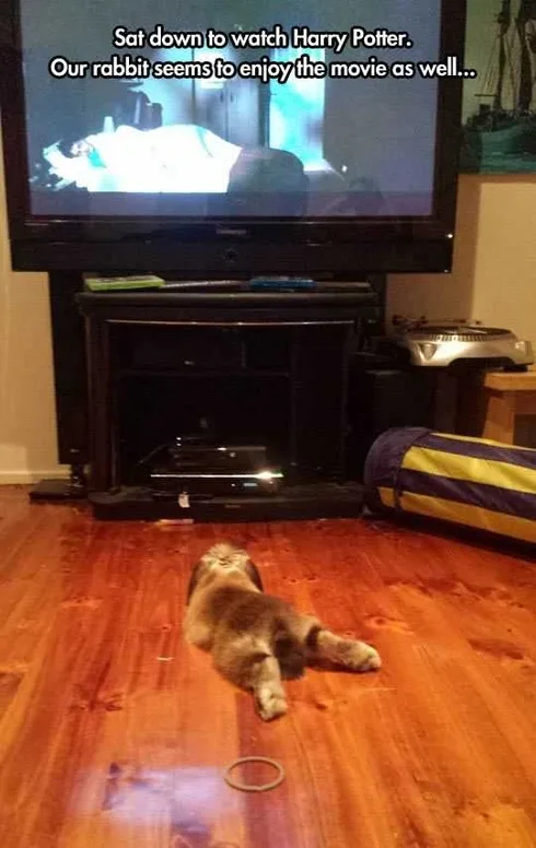 Funny Bunny Watch Potter