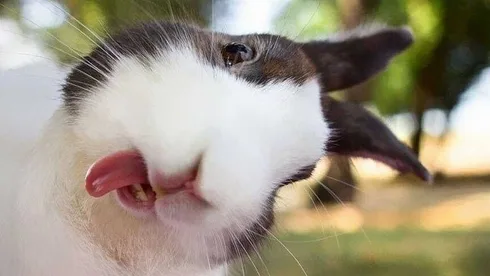 Funny Bunny