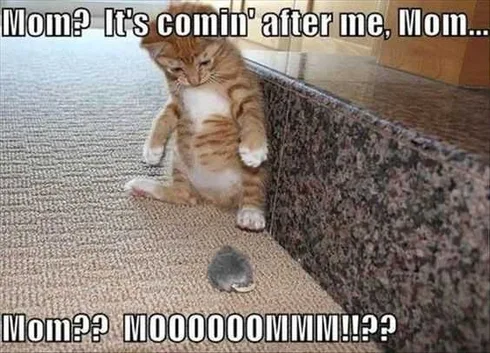 Funny Cat Mouse Coming After Me