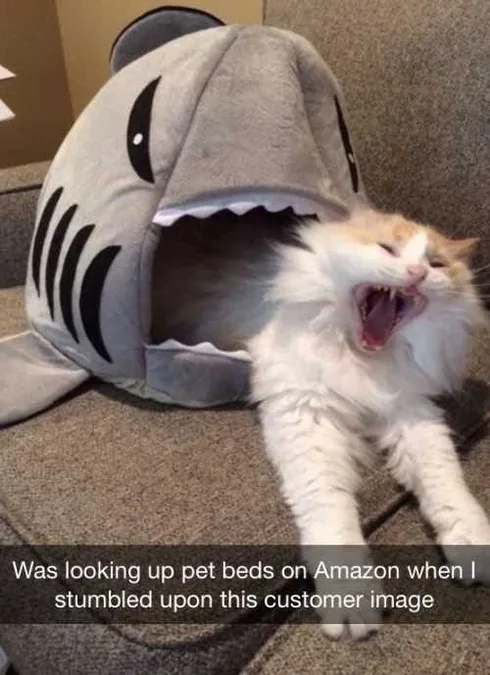Funny Cat Shark Bed