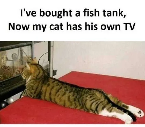 Funny Cat Tv 1