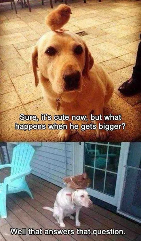 Funny Chicken Dog
