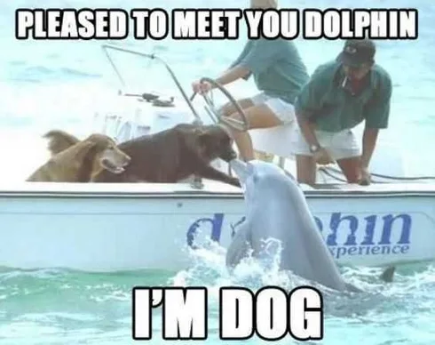 Funny Dog Meet