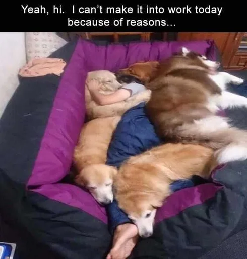Funny Dog Reason Work