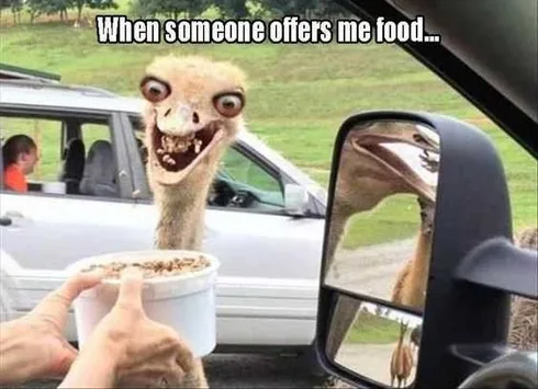 Funny Emu Picture