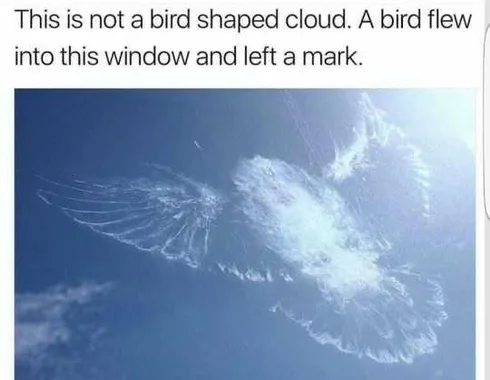 Funny Flew Into Windiw