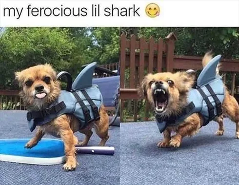 Funny Furry Shark