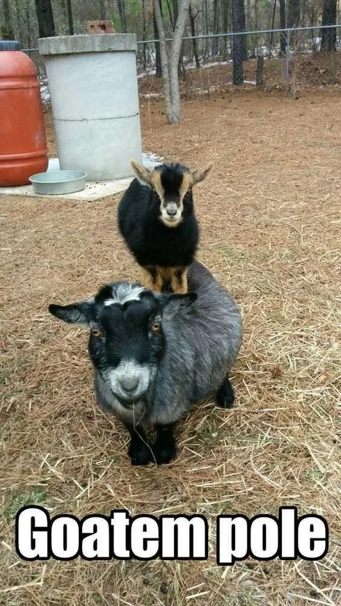 Funny Goat Totem Pole