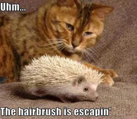 Funny Hairbrush
