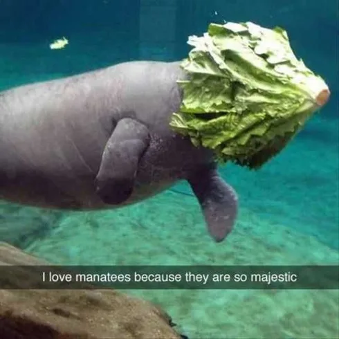 Funny Manatee