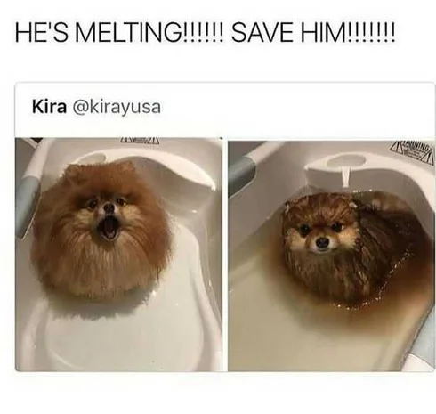 Funny Melting Dog