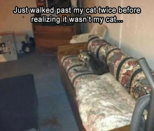 Funny Not My Cat