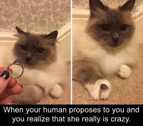 Funny Really Crazy