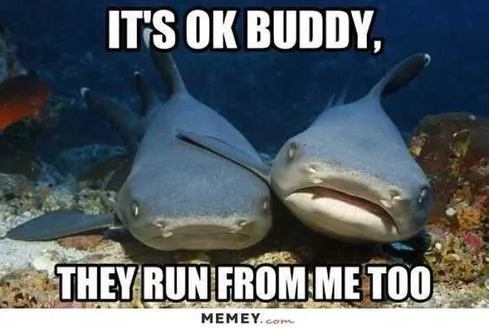 Funny Sharks Itsokay