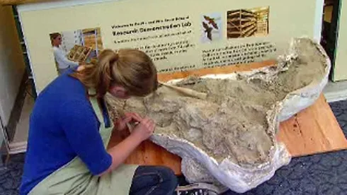 Bison Fossil May 13 2013