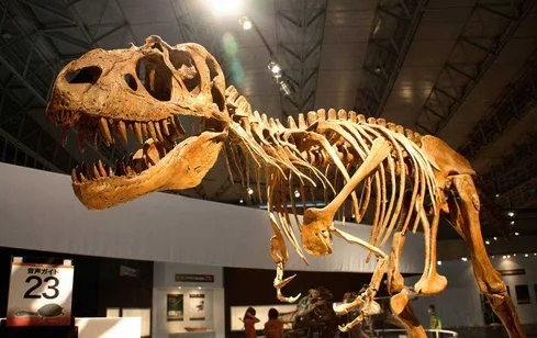 Gorgosaurus