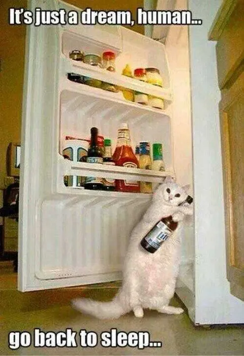 cat-dream.jpg