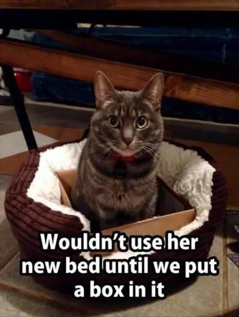 cat-new-bed-box.jpg