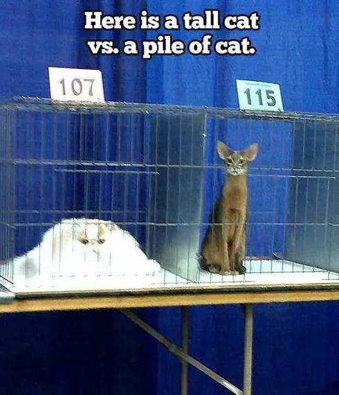 cat-pile-of-cat.jpg
