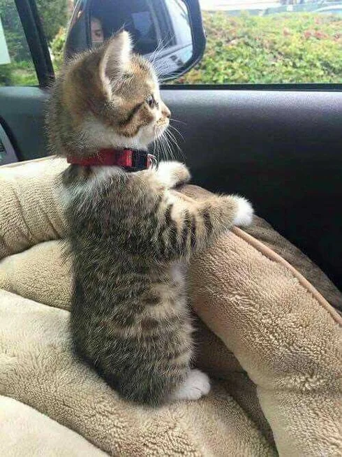 cat-where-are-we-going.jpg