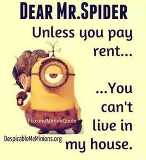 Minions Memes Clean Enough For Kids Freeloading Spiders