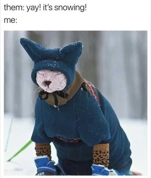 Funny Cat Suit