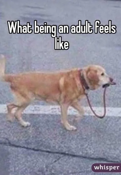 Being An Adult Memes How It Feels