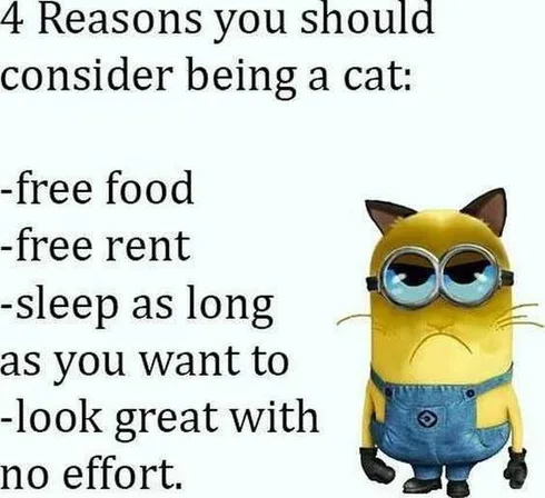 Minions Memes Funny Cats