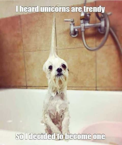 30-funny-animal-pictures-and-memes-you-won-t-stop-laughing-at