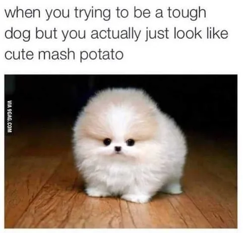 Hilarious Funny Pictures Look Into Them Eyes