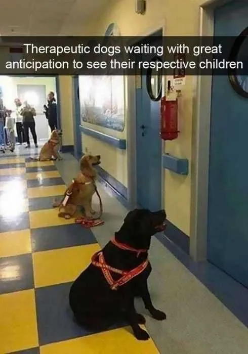 Hilarious Funny Pictures Well Trained Pooches