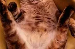 Funny Cat Ready