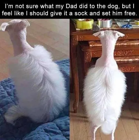 Funny Sock Free