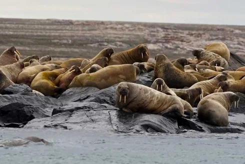 Walrus Herd