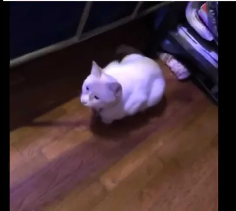 Fafaf