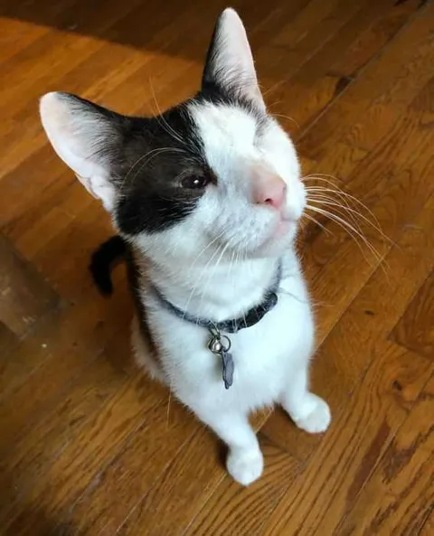 Gata3